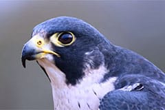 Slechtvalk