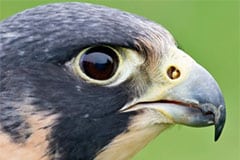 Uitgestorven