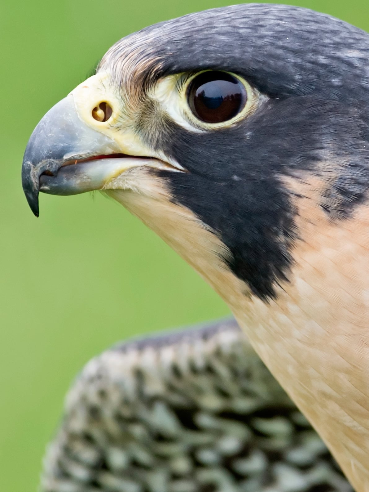 Uitgestorven Slechtvalk